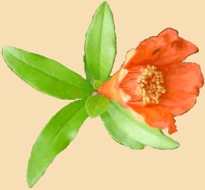 La Pianta del Melograno